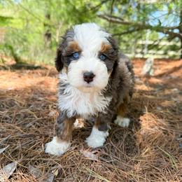 Ria - Merle female Bernedoodle puppy in Wamego, Kansas from Doodles of Oz