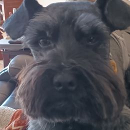 Rip - Miniature Schnauzer
