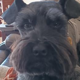 Rip - Miniature Schnauzer