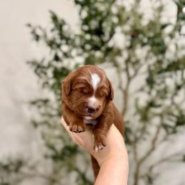 Reese's - Red  male Goldendoodle puppy in Rio Linda, California from Plush Doodles