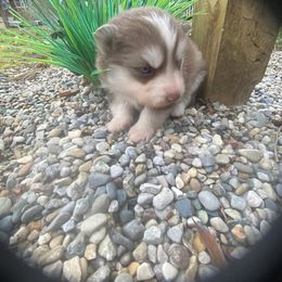 Hans - Chocolate Pomsky puppy in Michigan from Our Pomsky Yard