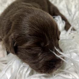BMF - Blue merle female Australian Shepherd puppy in Putnam County, New York from Highland Haven Australian Shepherds