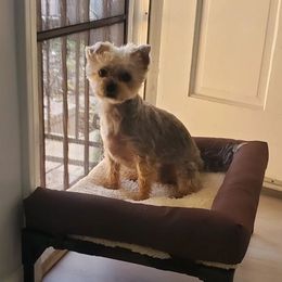 Bella - Yorkshire Terrier