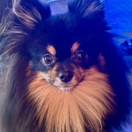 Vlad - Black and tan male Pomeranian puppy in California from T & D Dream Poms