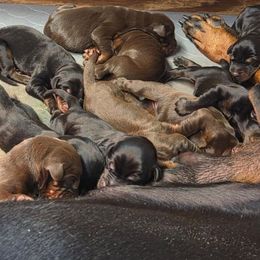 Boy 2 - Red and rust male Doberman Pinscher puppy in China Township, Michigan from Snell's Superior Kennel Dobermann & GSP