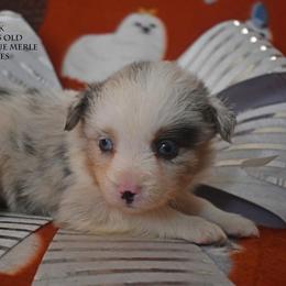 Patrick - Blue merle male Miniature Australian Shepherd puppy in Patterson, North Carolina from DreamLine Aussies