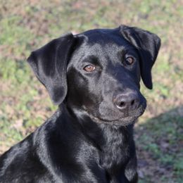 Labrador Retrievers from Mt Laurel Labs