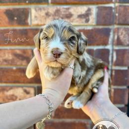 Finn - Chocolate merle male Bernedoodle puppy in Owasso, Oklahoma from Kallams Bernedoodles & Bernese Mountain Dogs