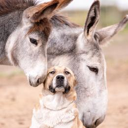 Bristol - Central Asian Shepherd Dog