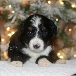 Max - Tri-color male Bernedoodle puppy in Lowry City, Missouri from Cooper Creek Puppies