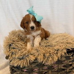 FIG - Apricot male Goldendoodle puppy in Independence, Oregon from Ankeny Doodles