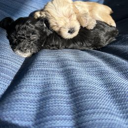 Yorkipoo Puppies from Bayless Yorkiepoos