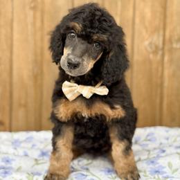 Boq - Phantom male Poodle puppy in Bellville, Ohio from Cedar Ridge Standard Poodles