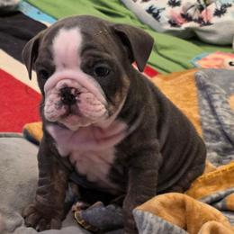 Minnie - Blue tri-color female Bulldog puppy in Harrisburg, Pennsylvania from Central PA WiggleButts Bulldogs
