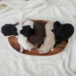 Goldendoodle Puppies from Auburn Hills Doodles & Poodles