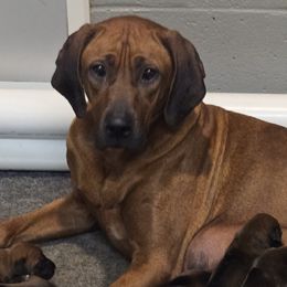 Esme - Rhodesian Ridgeback