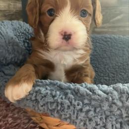 Walker - Blenheim male Cavapoo puppy in Camden, Michigan from FurEver Friends Finder