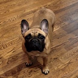 Scarlett - French Bulldog