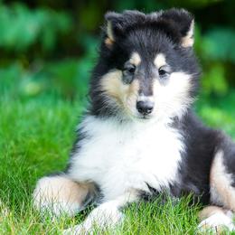 Collie puppies from Fianna Collies
