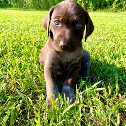 Richard - Liver roan male German Shorthaired Pointer puppy in Spring Valley, Wisconsin from Filipiak Breeders