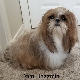 Jazz - Shih Tzu