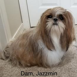 Jazz - Shih Tzu