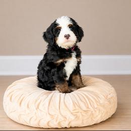 Cameo - Tri-color female Bernedoodle puppy in Atwood, Oklahoma from Luxe Doodle Haven