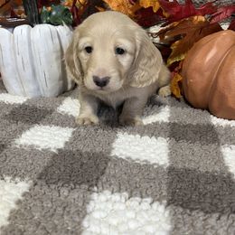 Buster - Cream male Dachshund puppy in Council Hill, Oklahoma from Rocky Springs Ranch