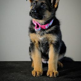 German Shepherd Puppies from Alta-Tollhaus German Shepherds