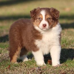 Red Tri Female 2 - Red tri-color female Australian Shepherd puppy in Northport, Alabama from Sipsey River Australian Shepherds