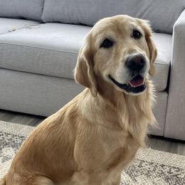 Ivy - Golden Retriever
