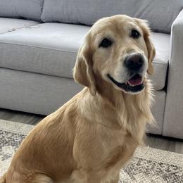 Ivy - Golden Retriever