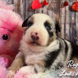 Australian Shepherd and Pembroke Welsh Corgi Puppies from Lewis Aussie’s & Corgi’s