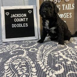 Aussiedoodle and Goldendoodle Puppies from Jackson County Doodles