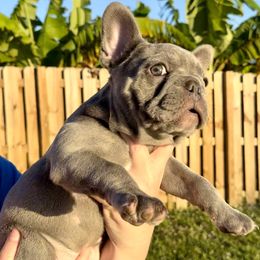 French Bulldog Puppies from Belle Âme Frenchies