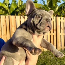 French Bulldog Puppies from Belle Âme Frenchies
