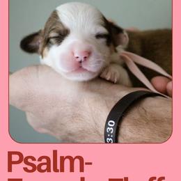 Psalm - Sable female Pembroke Welsh Corgi puppy in South Otselic, New York from Ridge Top Corgis
