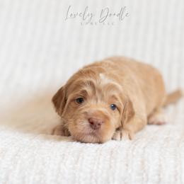 Brown Collar Boy - Caramel cream male Australian Labradoodle puppy in Thousand Oaks, California from Lovely Doodle Lane
