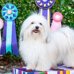 Juno - Havanese