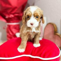 Love - Caramel cream female Australian Labradoodle puppy in Palmdale, California from Doodles_Ko