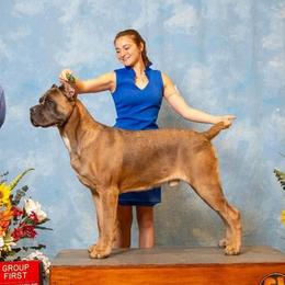 Hammie - Cane Corso