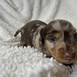 Dachshund Puppies from Teenie Tiny Doxies