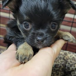 Chihuahuas from Island Vibez Chihuahuas