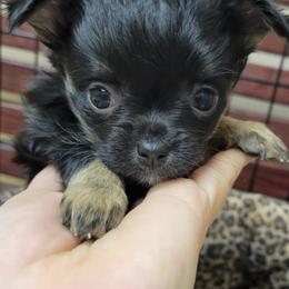 Chihuahuas from Island Vibez Chihuahuas