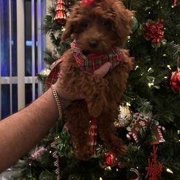 Poodle Puppies from Poodles 4 Life