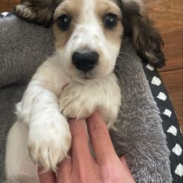 Barney -pet only- - Dachshund puppy from AJs Doxies