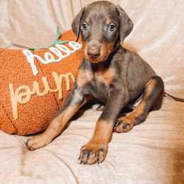 Doberman Pinscher Puppies from World of Dobies