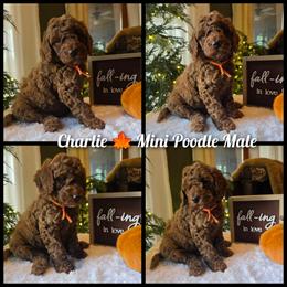 Orange Collar Boy - Red  male Poodle puppy in Bristol, Tennessee from 4goldendoodles