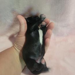 Jolene - Black and white female Shichon puppy in St. Johns, Florida from Log Cabin Teddy Bears