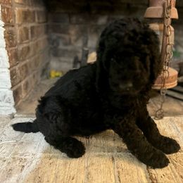 Giant Schnauzer and Poodle Puppies from Mississippi Poodles, Doodles and Giants